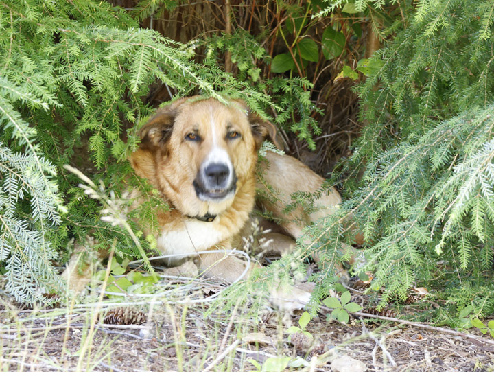 chinook dog